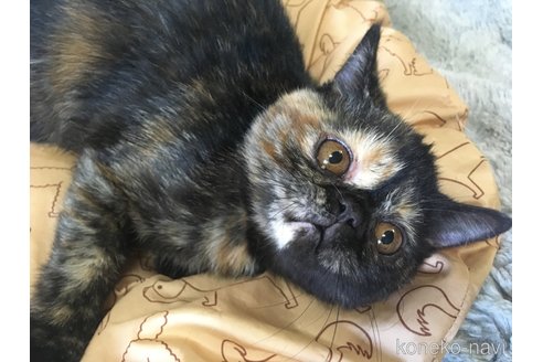 販売中の神奈川県のエキゾチックショートヘア-113828の9枚目