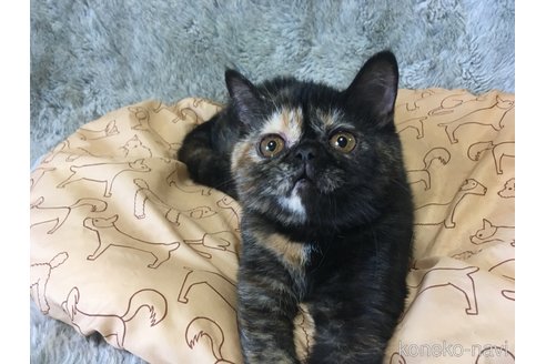 販売中の神奈川県のエキゾチックショートヘア-113828の8枚目