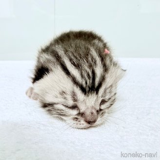 販売中の千葉県のアメリカンショートヘア-120640の10枚目