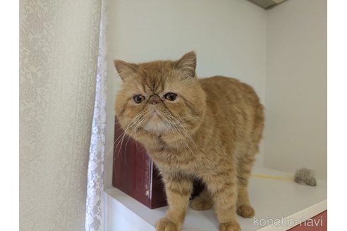 販売中の大阪府のエキゾチックショートヘア-120641の2枚目