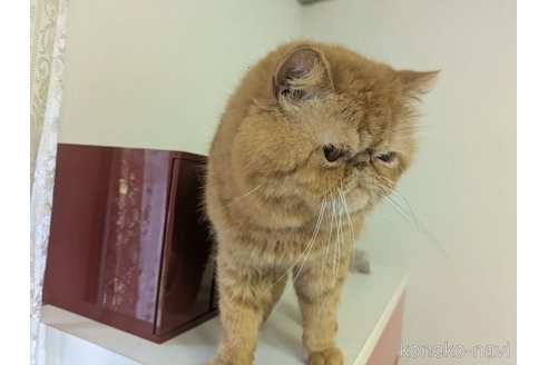 販売中の大阪府のエキゾチックショートヘア-120641の3枚目
