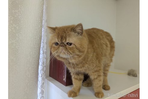 販売中の大阪府のエキゾチックショートヘア-120641の5枚目