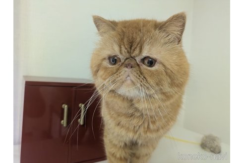 販売中の大阪府のエキゾチックショートヘア-120641の6枚目