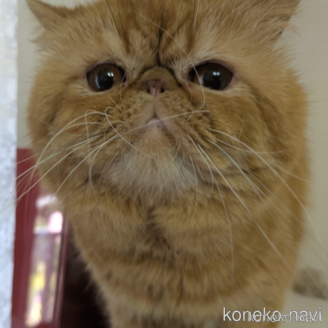 販売中の大阪府のエキゾチックショートヘア-120641の1枚目