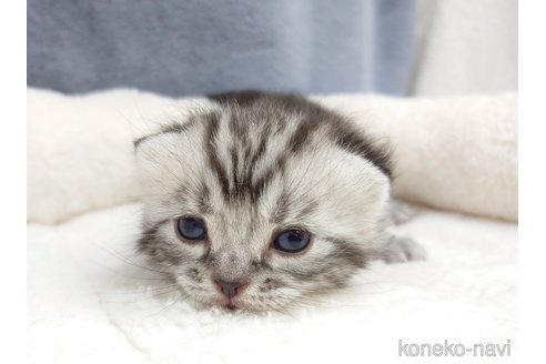 販売中の千葉県のアメリカンショートヘア-120640の5枚目