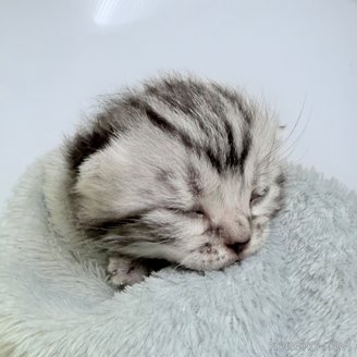 販売中の千葉県のアメリカンショートヘア-120642の10枚目