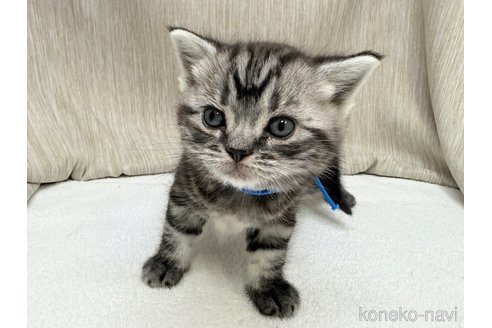 販売中の千葉県のアメリカンショートヘア-120642の1枚目