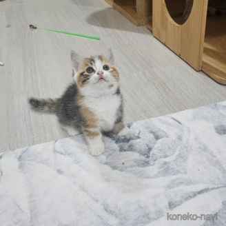 販売中の福岡県のマンチカン(短足)-119284