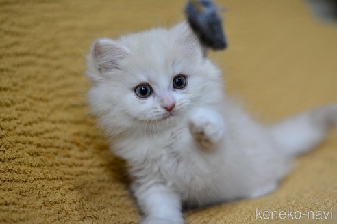 販売中の愛知県のスコティッシュストレート-120645の3枚目