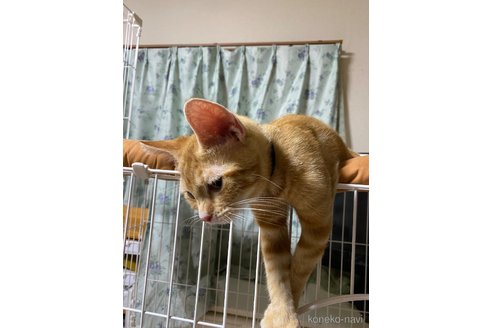 販売中の福岡県のアメリカンショートヘア-120649の4枚目