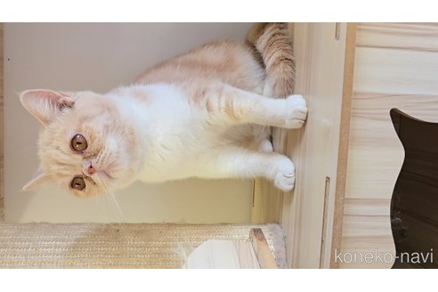 販売中の長野県のエキゾチックショートヘア-102670の2枚目