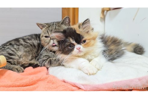 販売中の長野県のミヌエット-115017の2枚目