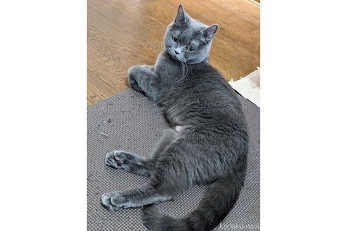 ののブリティッシュショートヘア-