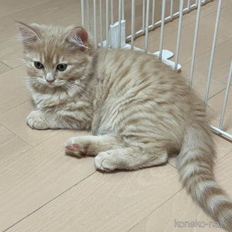 販売中の大阪府のマンチカン-120656の2枚目