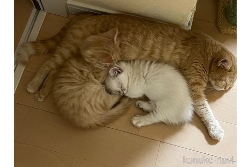 販売中の大阪府のマンチカン(短足)-120657の2枚目