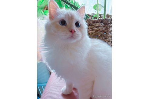 販売中の大阪府のラグドール-120659の6枚目