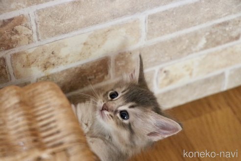 商談中の静岡県のソマリ-120658の2枚目