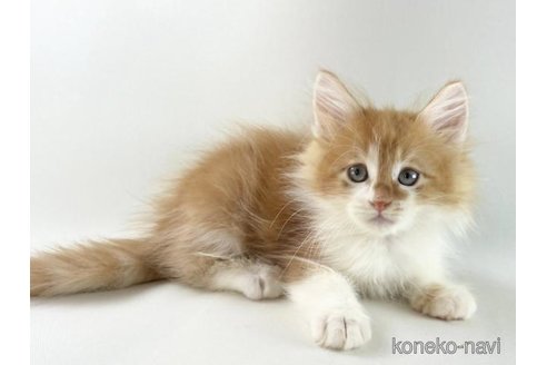 販売中の福岡県のノルウェージャンフォレストキャット-120662の6枚目