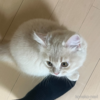 販売中の大阪府のマンチカン-120664
