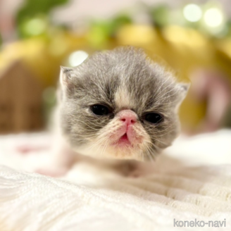 販売中の岐阜県のエキゾチックショートヘア-120665の1枚目
