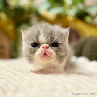 販売中の岐阜県のエキゾチックショートヘア-120665の7枚目