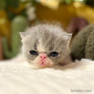 販売中の岐阜県のエキゾチックショートヘア-120665の3枚目