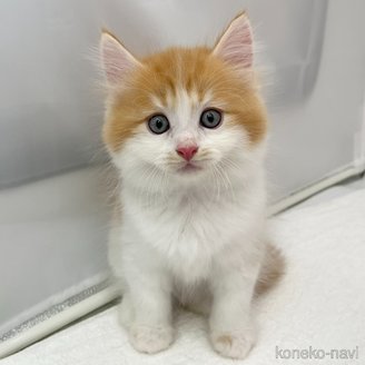 販売中の愛知県のマンチカン-120670の5枚目