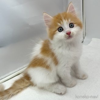 販売中の愛知県のマンチカン-120670の1枚目