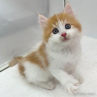 販売中の愛知県のマンチカン-120670の2枚目