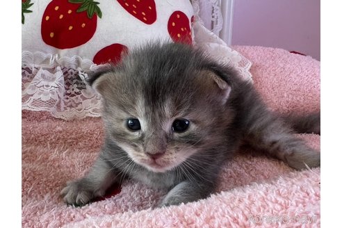 販売中の広島県のメインクーン-120677の3枚目