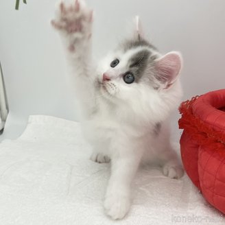 販売中の愛知県のマンチカン-120671の2枚目
