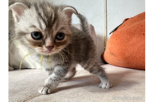 販売中の徳島県のスコティッシュフォールド(折れ耳)-120674の7枚目