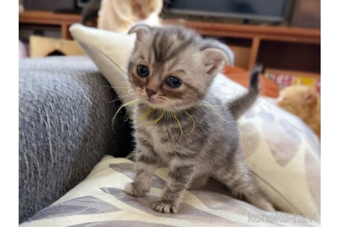 販売中の徳島県のスコティッシュフォールド(折れ耳)-120674の4枚目