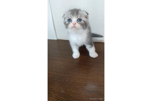 販売中の栃木県のスコティッシュフォールド-120675の3枚目