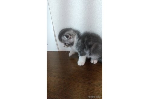 販売中の栃木県のスコティッシュフォールド-120675の2枚目