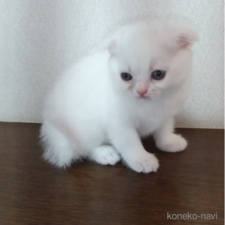 販売中の栃木県のスコティッシュフォールド-120676