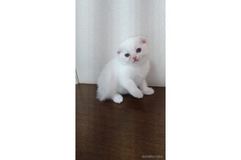 販売中の栃木県のスコティッシュフォールド-120676の4枚目