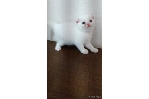 販売中の栃木県のスコティッシュフォールド-120676の3枚目
