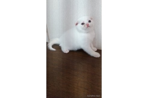 販売中の栃木県のスコティッシュフォールド-120676の2枚目