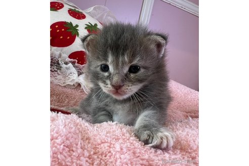 販売中の広島県のメインクーン-120679の3枚目