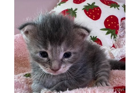 販売中の広島県のメインクーン-120679の2枚目