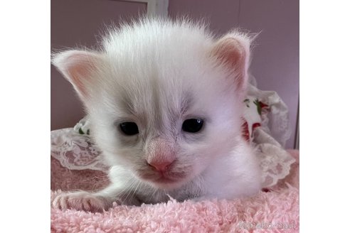 販売中の広島県のメインクーン-120680の2枚目