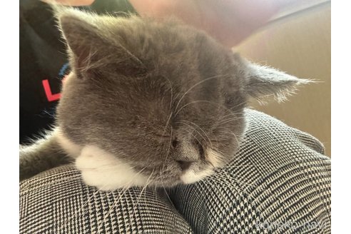 販売中の愛媛県のエキゾチックショートヘア-112488の2枚目