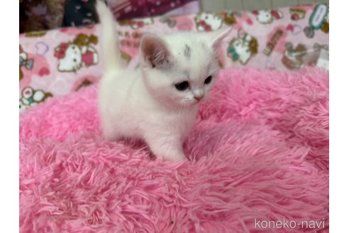 販売中の群馬県のスコティッシュフォールド-120682の2枚目