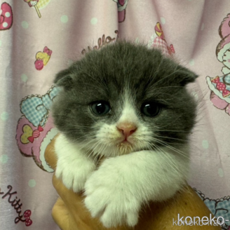 販売中の群馬県のスコティッシュフォールド(折れ耳)-120683