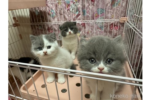 販売中の群馬県のスコティッシュストレート-120684の2枚目