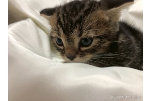 販売中の三重県のアメリカンショートヘア-120686の13枚目