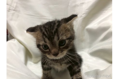 販売中の三重県のアメリカンショートヘア-120686の19枚目