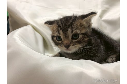 販売中の三重県のアメリカンショートヘア-120686の18枚目