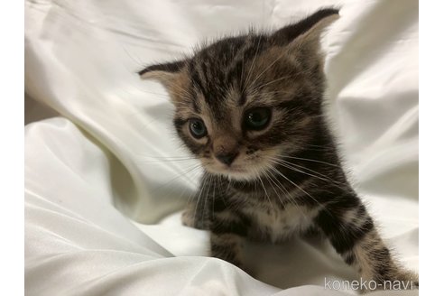 販売中の三重県のアメリカンショートヘア-120686の14枚目